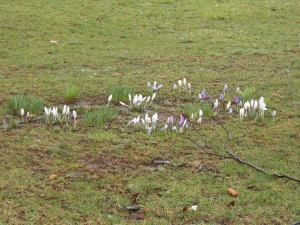 This is my bulb garden.  It has crocus, daffodil and tulips.  they have been spreading nicely over the last few years.